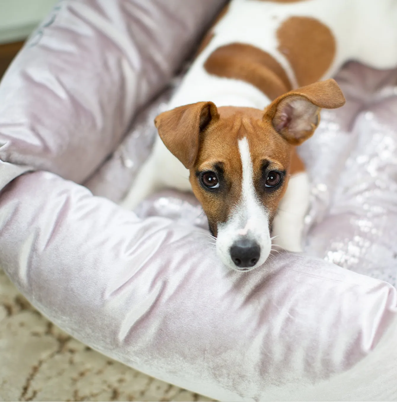 Box Bed For Dogs in Rose Gold Velvet by Lords & Labradors