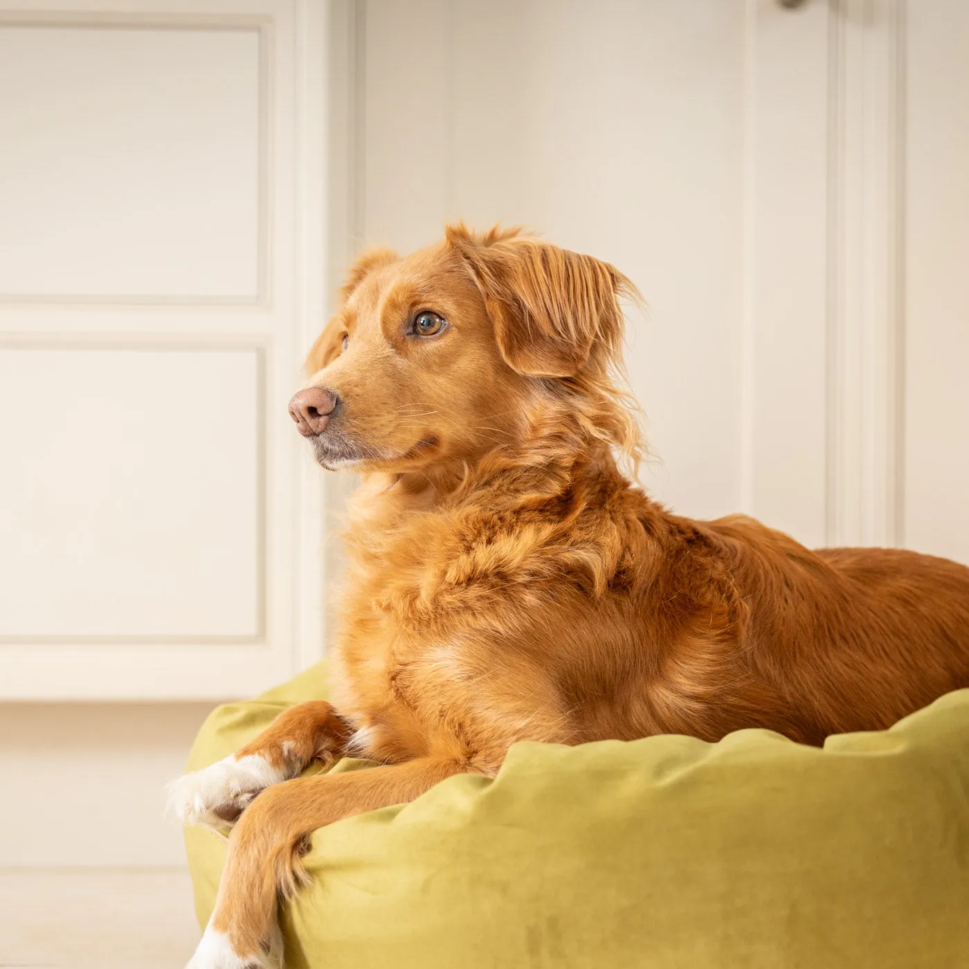 Donut Bed With Removable Covers in Olive Velvet by Lords & Labradors