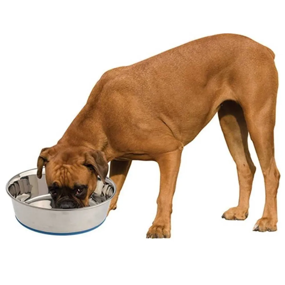 Pets Empire Silicone Base Steel Bowl for Dogs