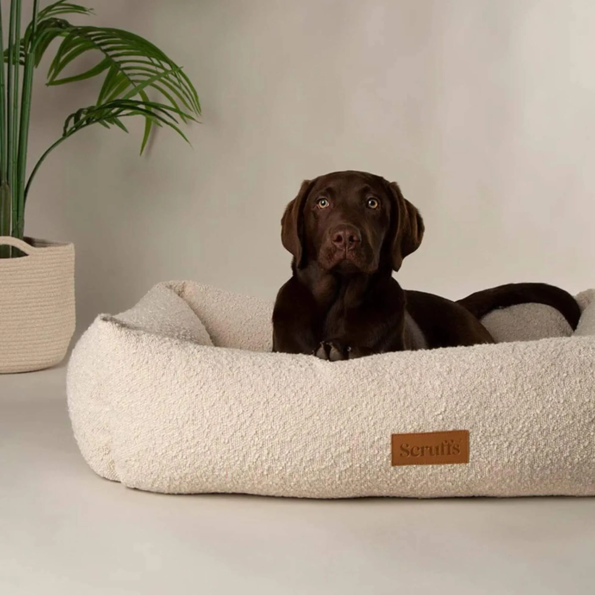 Scruffs Boucle Box Dog Bed